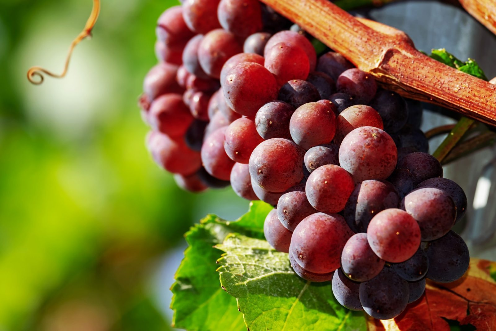 wine harvest | Annette Morris Art wine harvest |